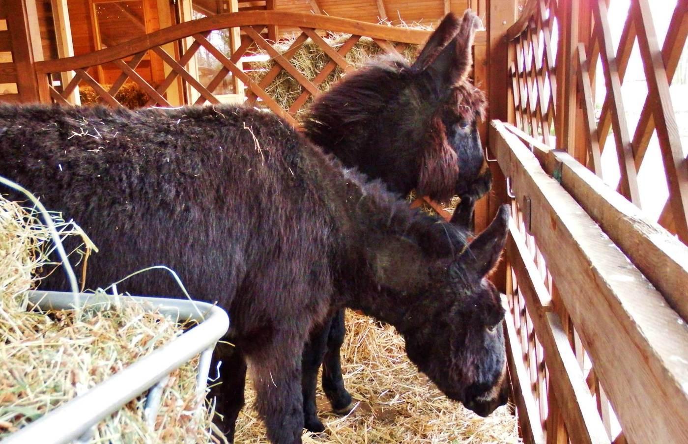 Żywa szopka w śląskim zoo 5