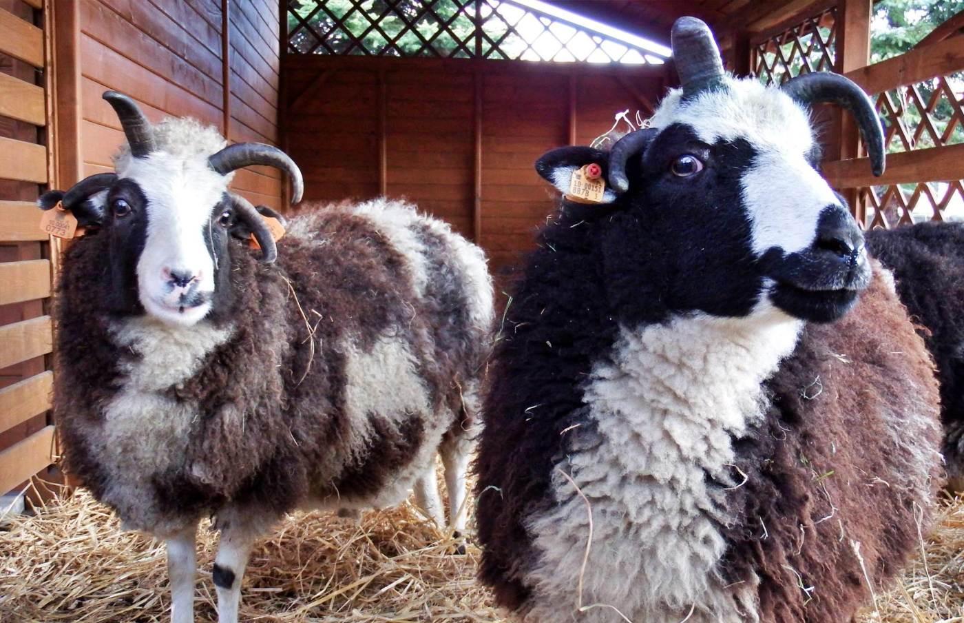 Żywa szopka w śląskim zoo 6