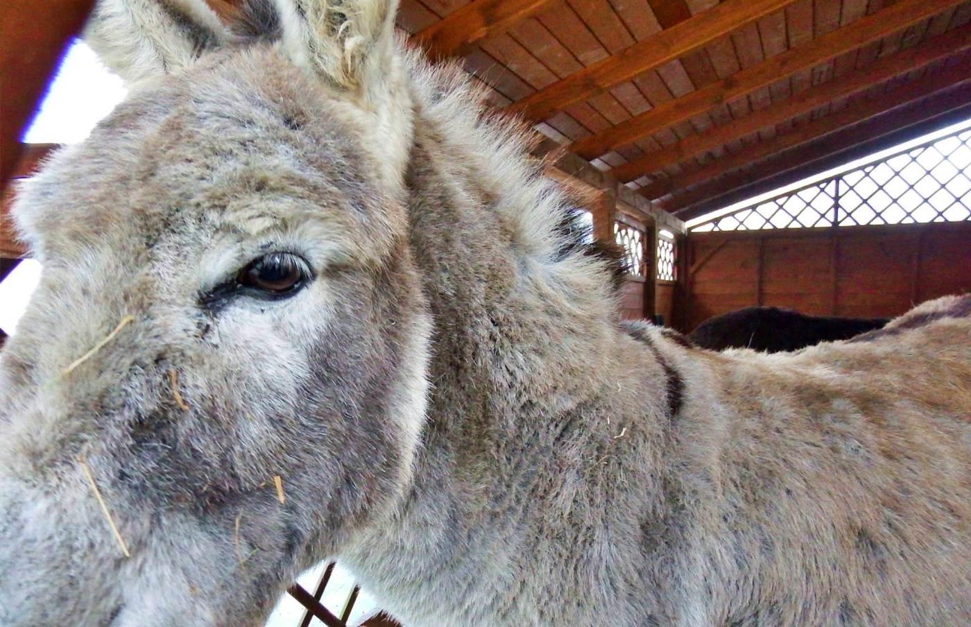 Żywa szopka w śląskim zoo 8