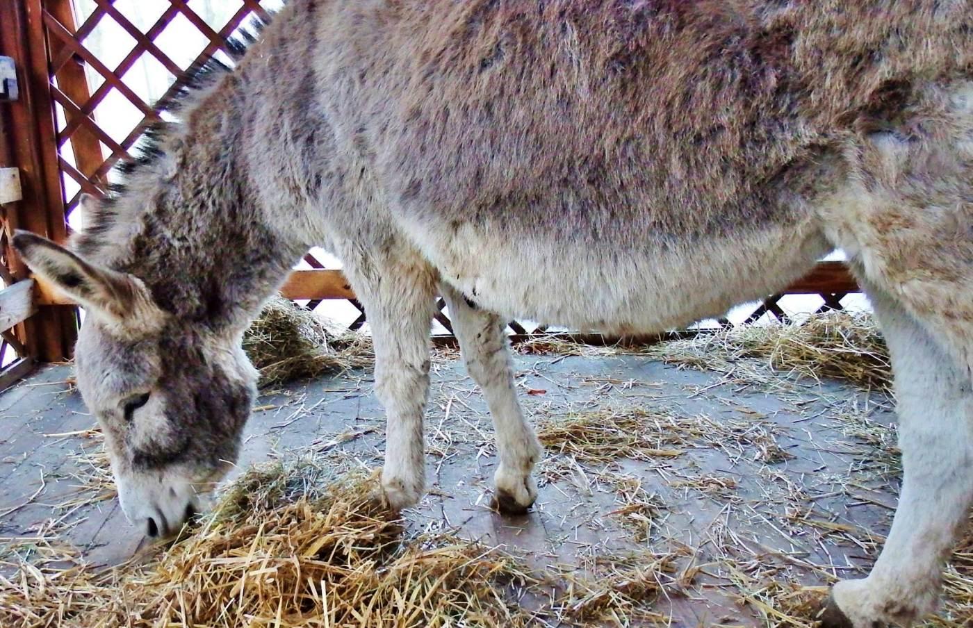 Żywa szopka w śląskim zoo 9