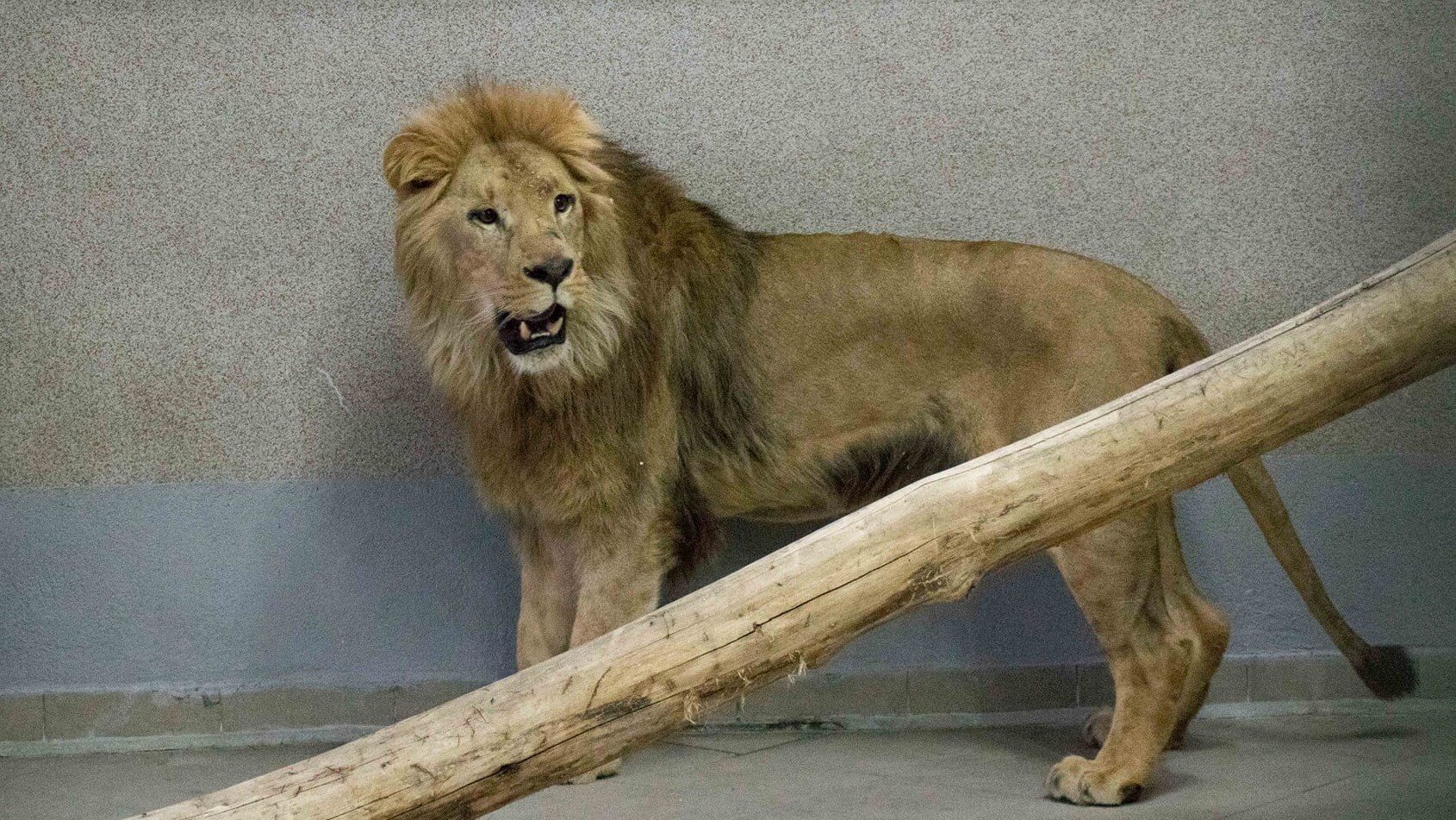 Nowy lew w zoo w Chorzowie