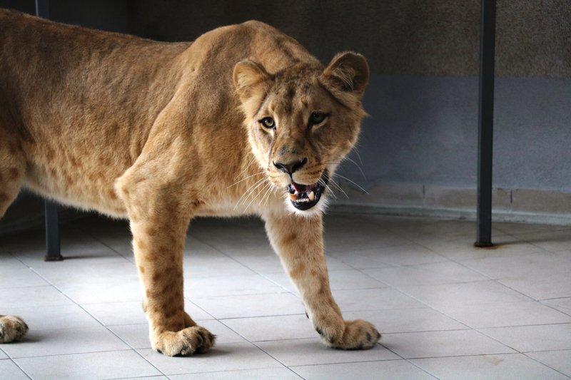 2 2021 lwica Anoona po przyjezdzei do zoo width 800