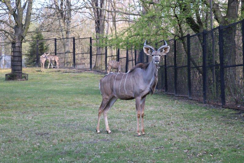 4 2021 samiec kudu wielkiego width 800