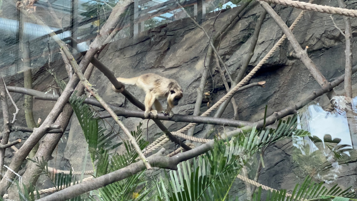 Chorzów zoo las deszczowy 11