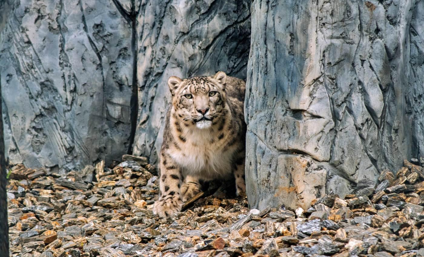 Chorzów zoo pantery śnieżne