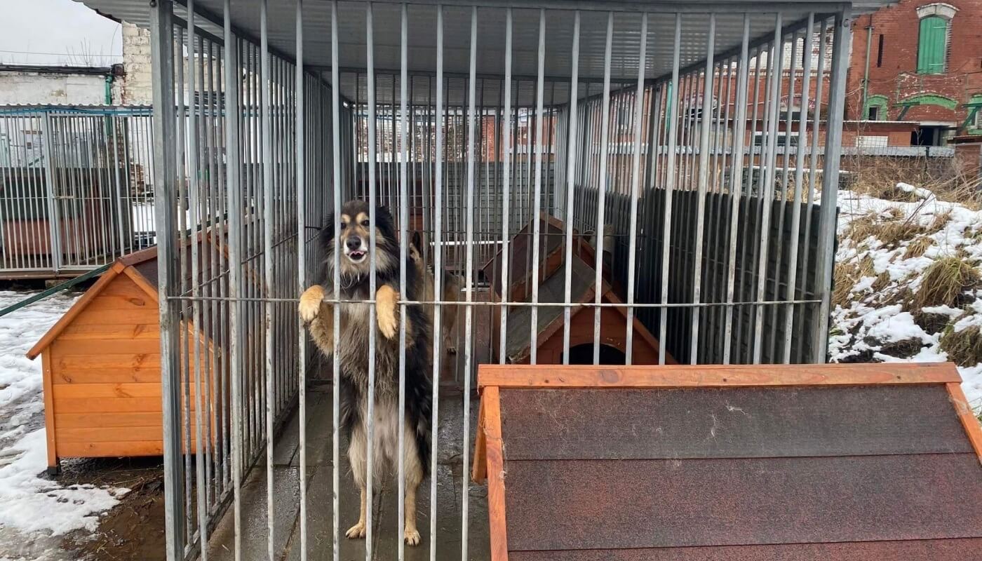 Chorzów Schronisko dla zwierząt potrzebuje pomocy 2