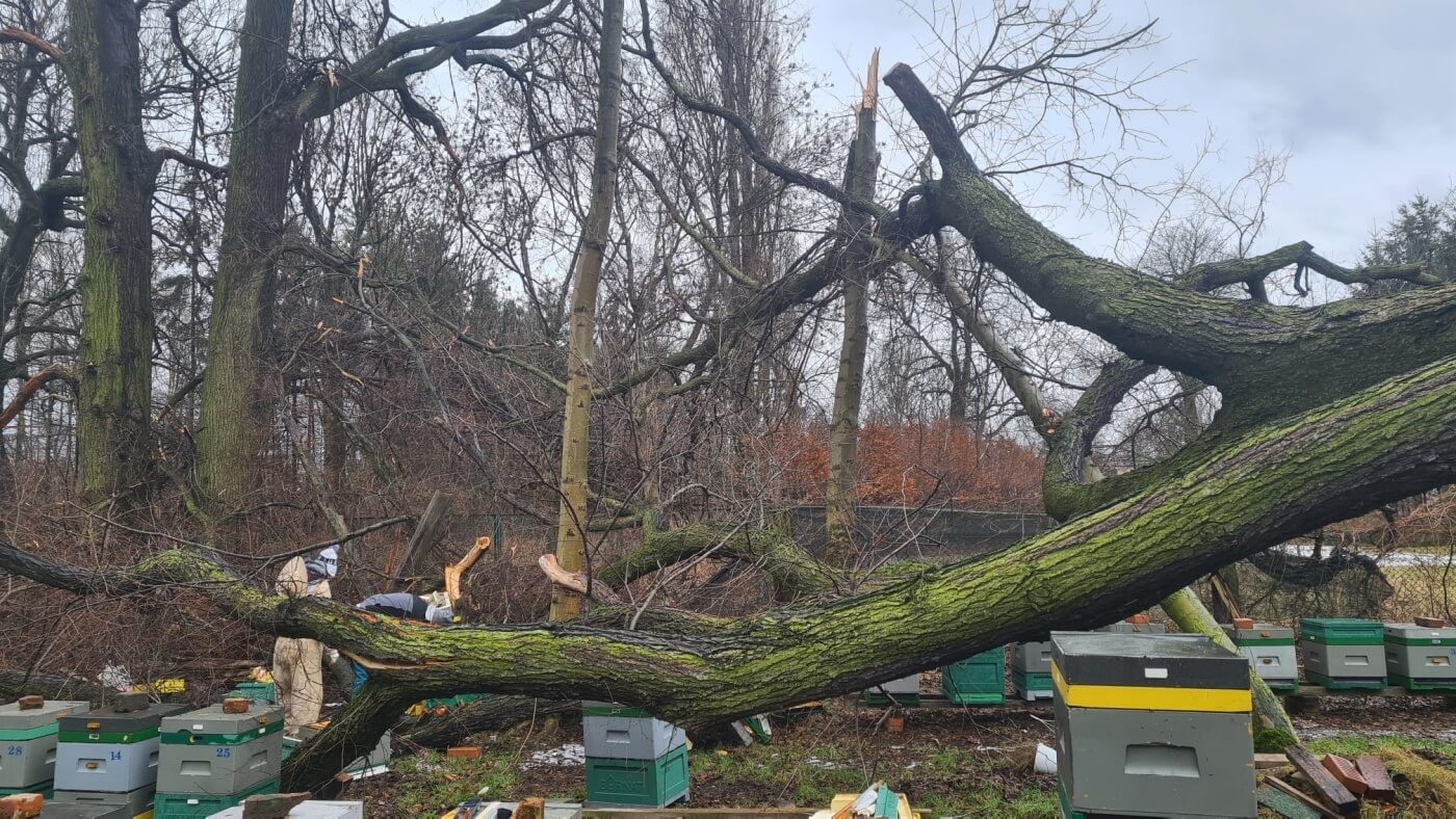 Chorzów Schronisko dla zwierząt potrzebuje pomocy 6