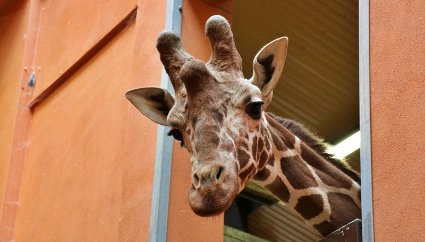 Ignaś nowa żyrafa w śląskim zoo