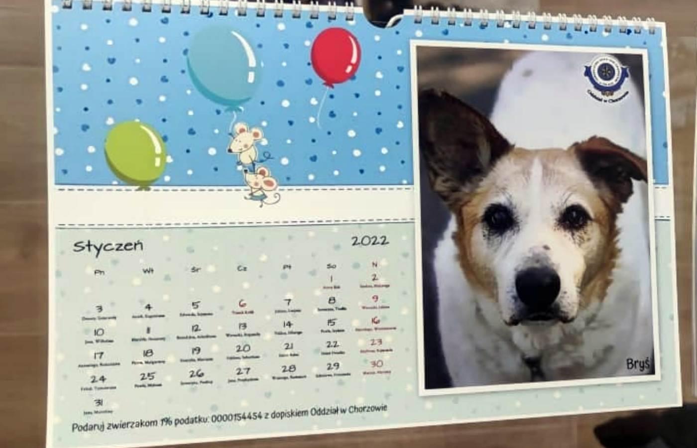 Kalendarz Schroniska dla Bezdomnych Zwierząt w Chorzowie