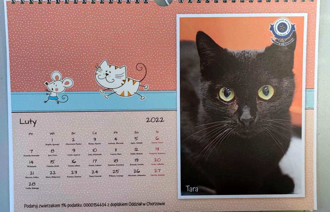Kalendarz schroniska dla zwierząt 1