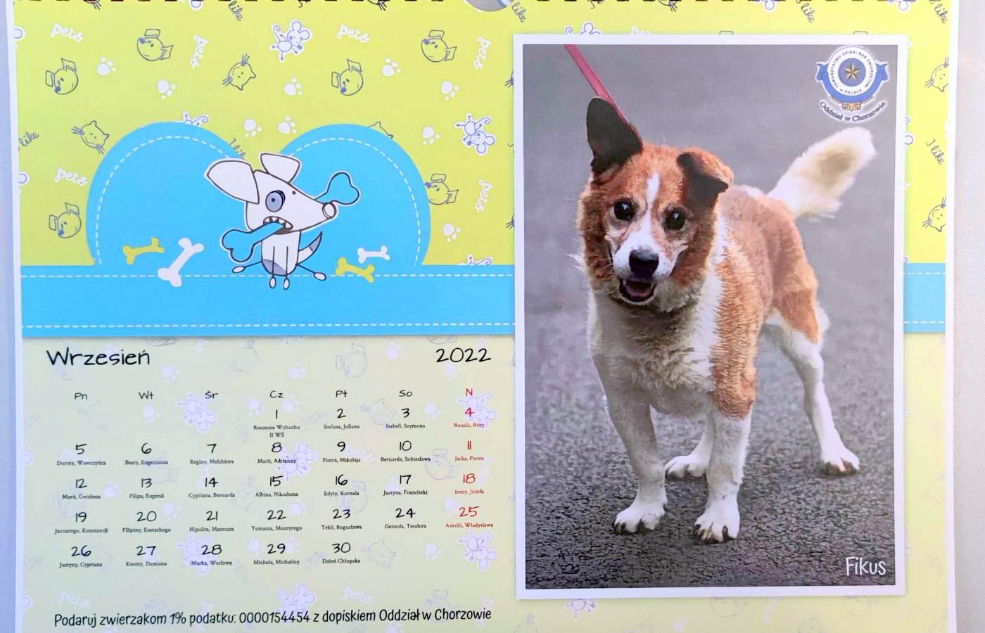 Kalendarz schroniska dla zwierząt 2