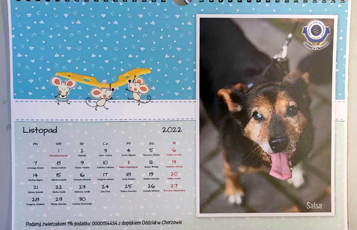 Kalendarz schroniska dla zwierząt 3
