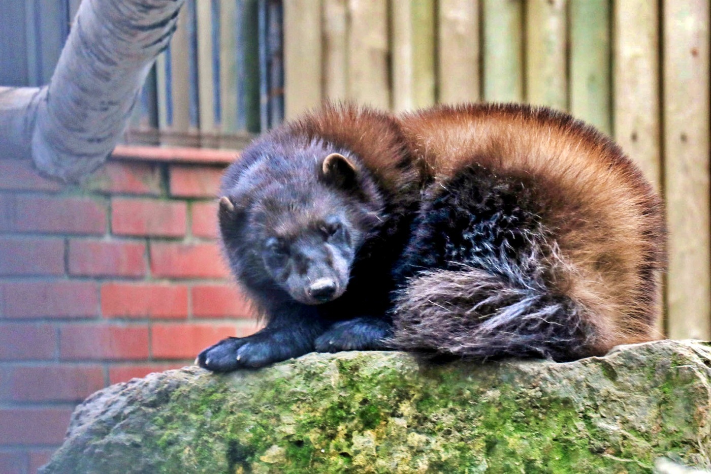 Kolejna inwestycja w śląskim zoo Otwarto nowy kompleks dla rosomaków tudnrowych i rysi euroazjatyckich 3