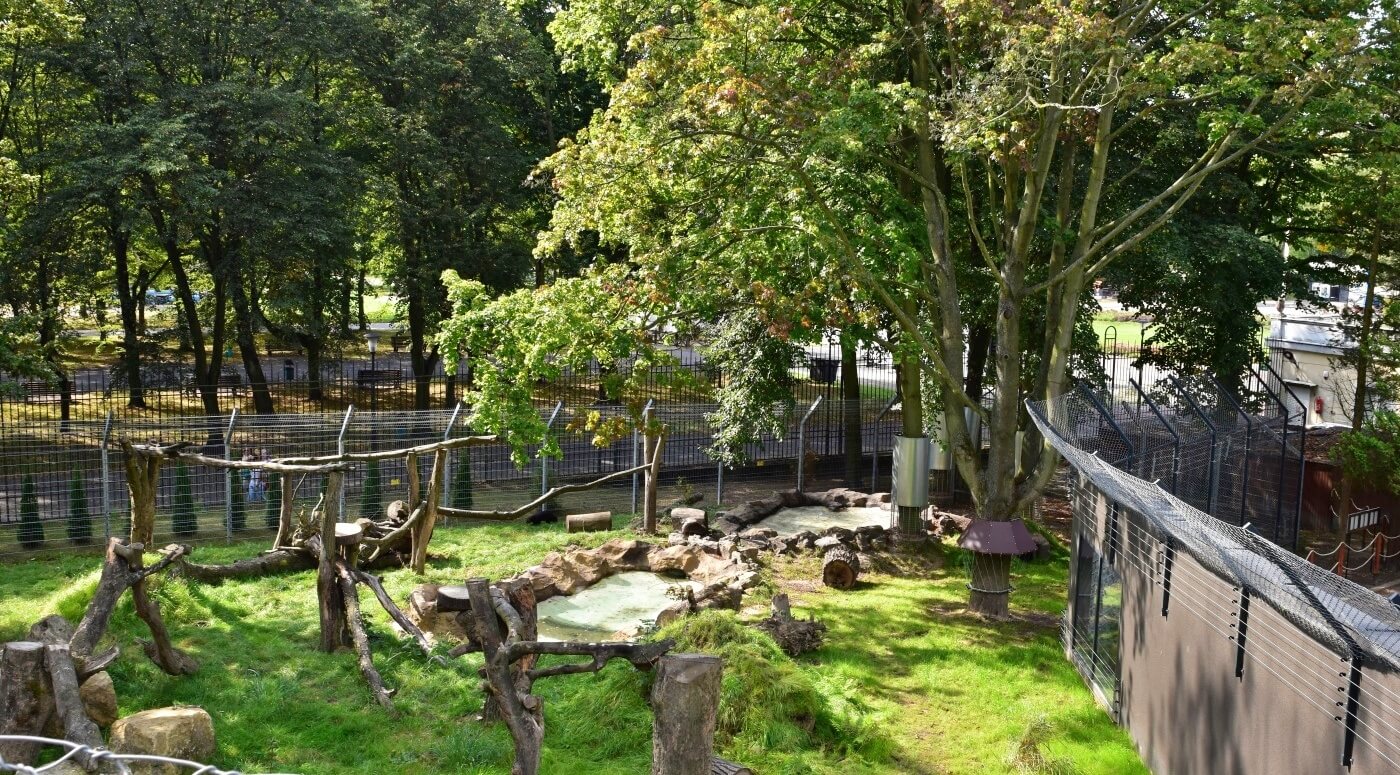 Kolejna inwestycja w śląskim zoo. Otwarto nowy kompleks dla rosomaków tudnrowych i rysi euroazjatyckich