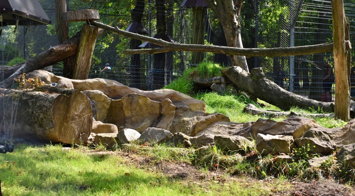 Kolejna inwestycja w śląskim zoo Otwarto nowy kompleks dla rosomaków tudnrowych i rysi euroazjatyckich 7