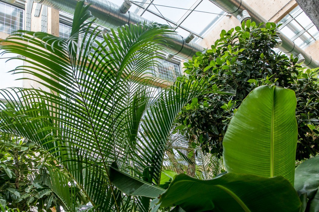 Las deszczowy w śląskim zoo prawie gotowy Zobaczcie jak się prezentuje 49