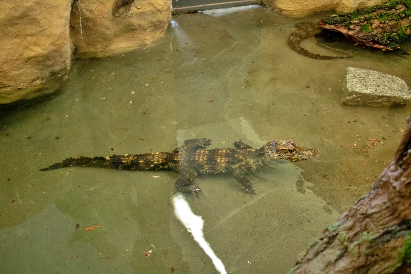 Nowi mieszkańcy chorzowskiego zoo To najmniejsze krokodyle świata 1