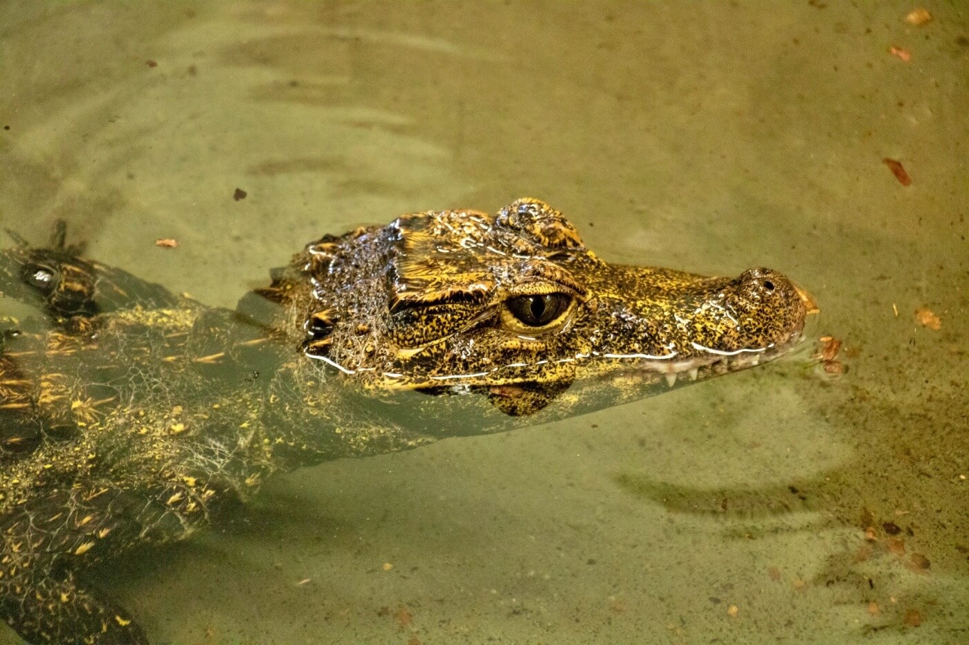 Nowi mieszkańcy chorzowskiego zoo To najmniejsze krokodyle świata