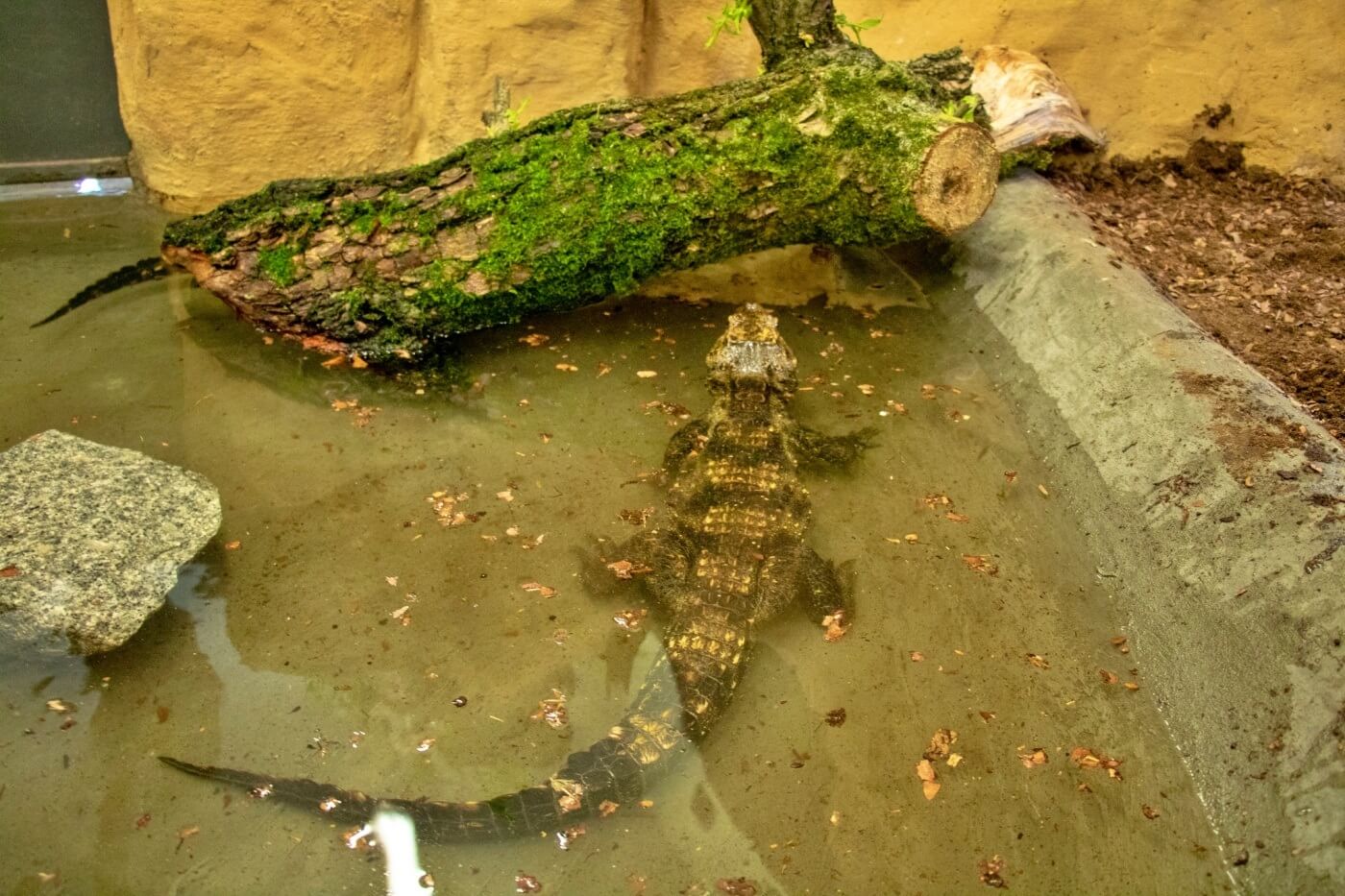 Nowi mieszkańcy chorzowskiego zoo To najmniejsze krokodyle świata 5