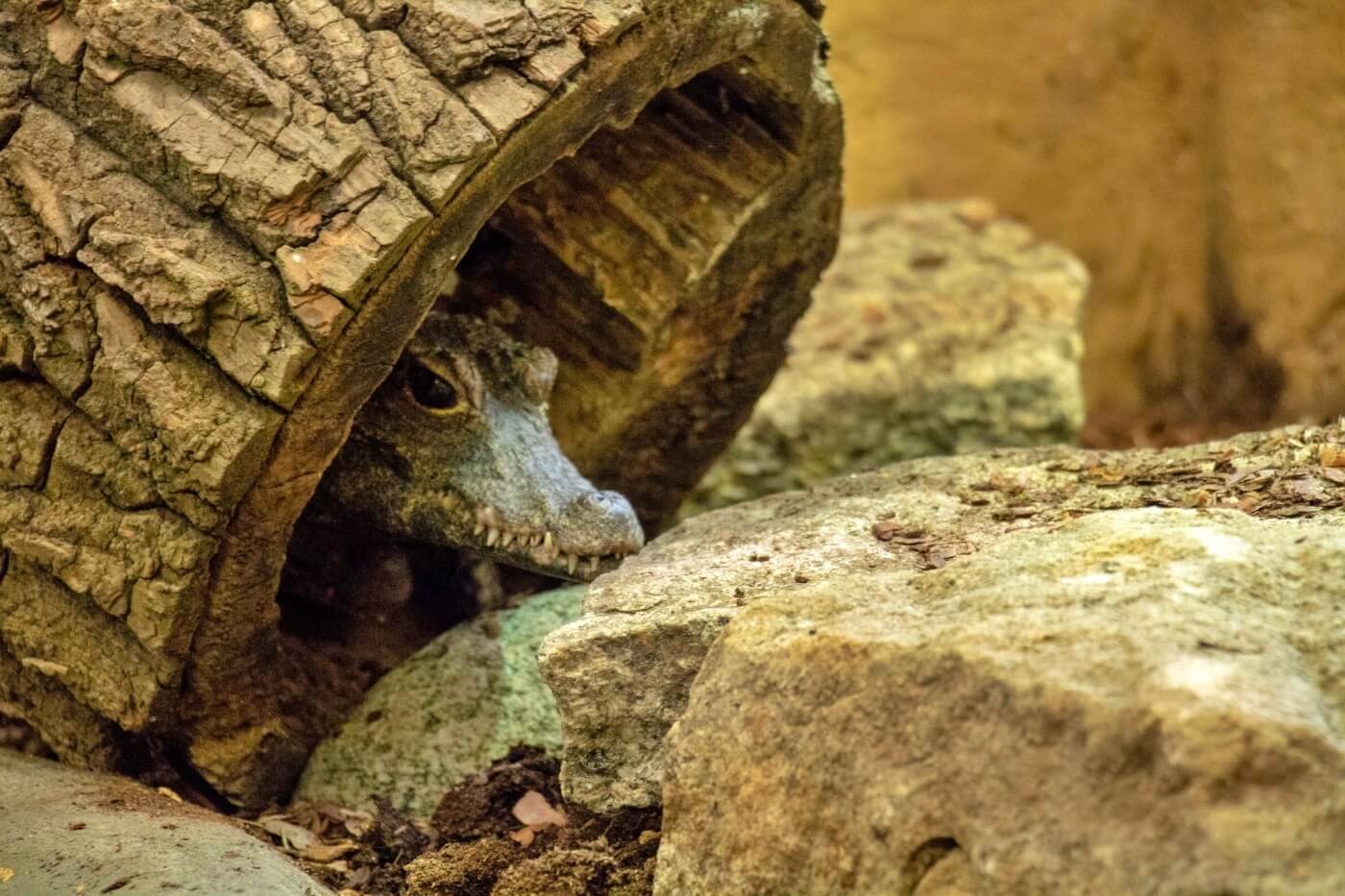Nowi mieszkańcy chorzowskiego zoo To najmniejsze krokodyle świata 6