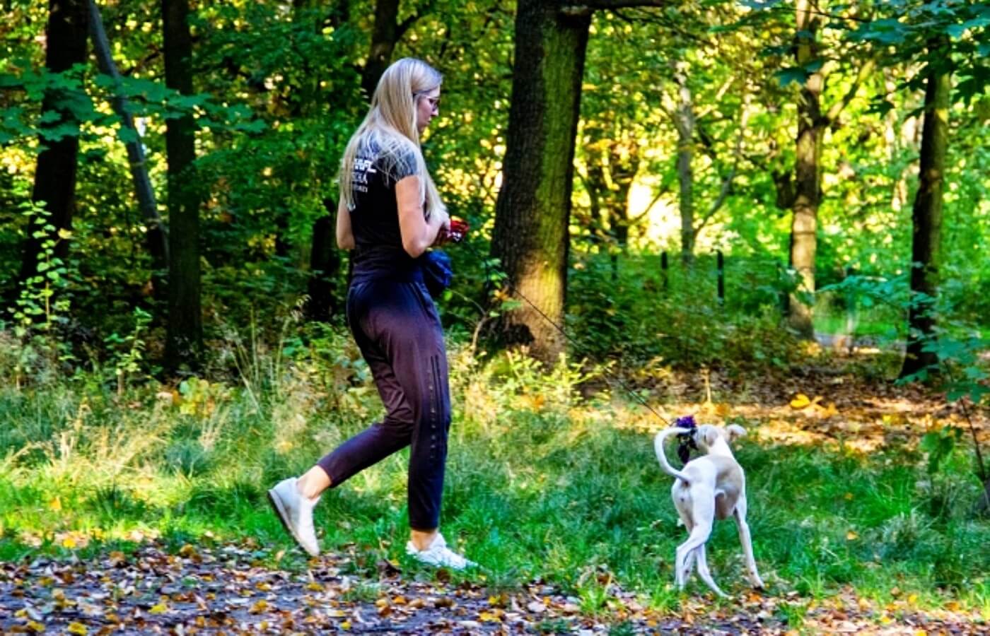 Park Śląski Modernizacja wybiegu dla psów