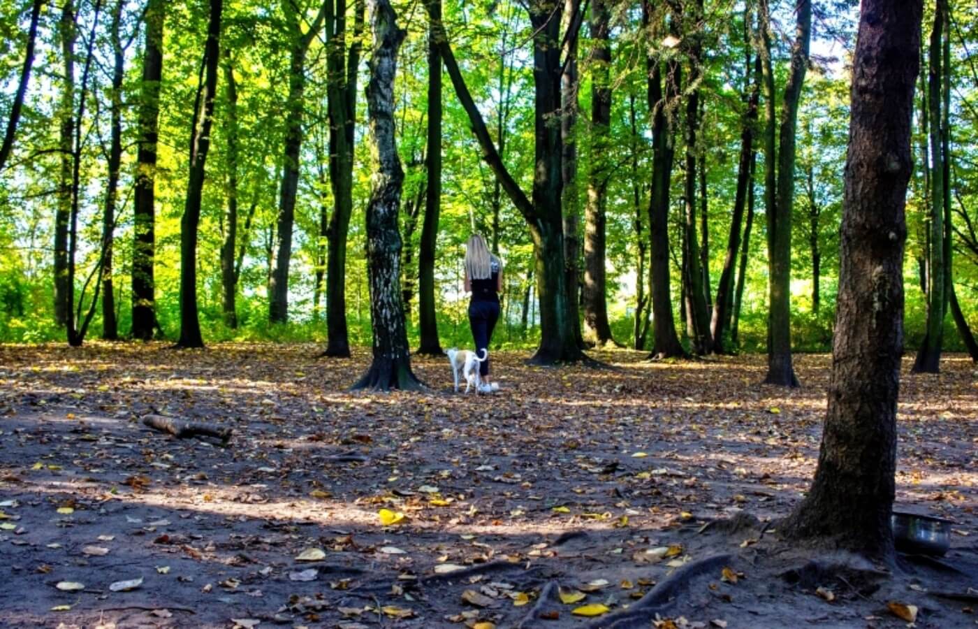 Park Śląski Modernizacja wybiegu dla psów 6