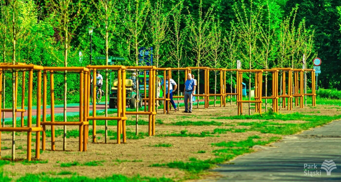 Park Śląski Nasadzenia na promenadzie gen Ziętka 1