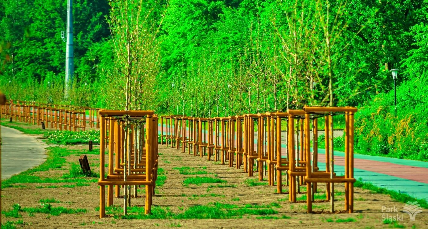 Park Śląski Nasadzenia na promenadzie gen Ziętka 2