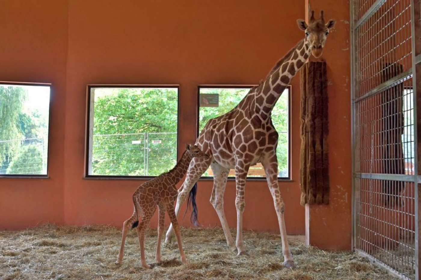 W śląskim zoo urodziła się żyrafa Po siedmiu latach przerwy 1