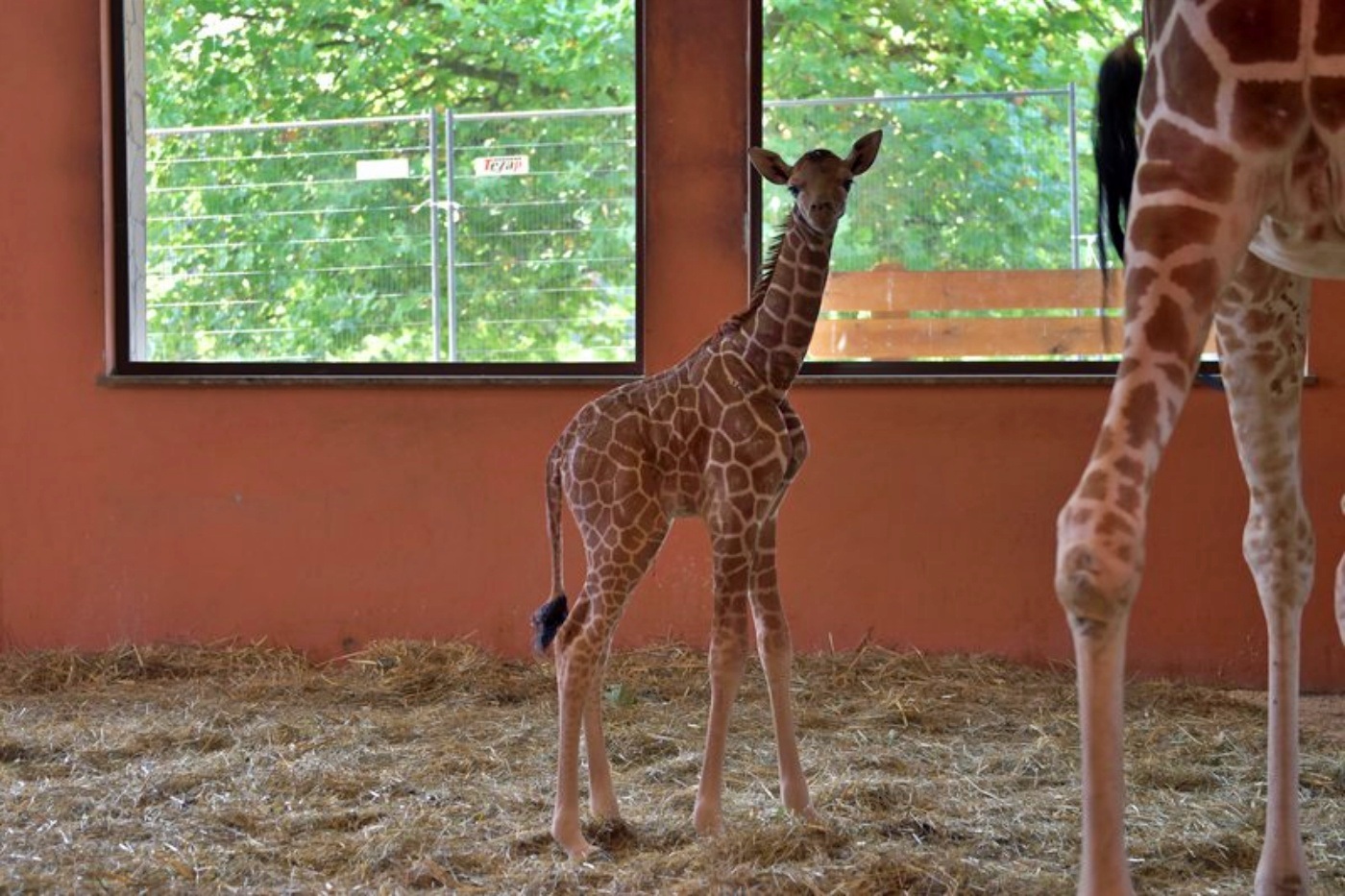 W śląskim zoo urodziła się żyrafa Po siedmiu latach przerwy 2
