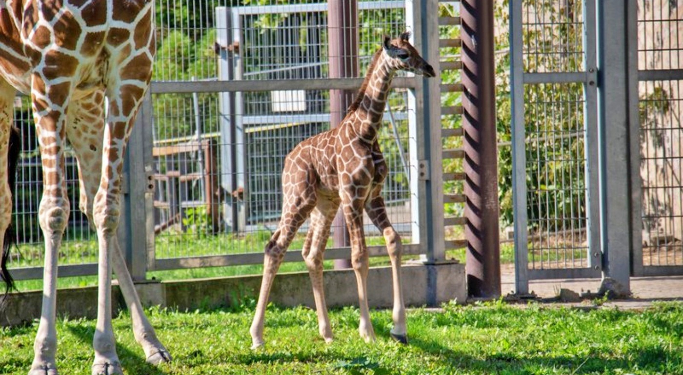 W śląskim zoo urodziła się żyrafa Po siedmiu latach przerwy