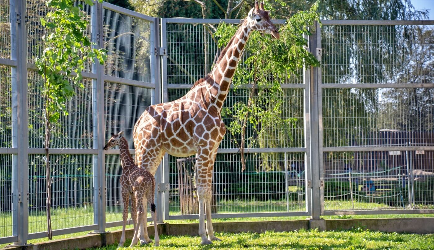 W śląskim zoo urodziła się żyrafa Po siedmiu latach przerwy 4