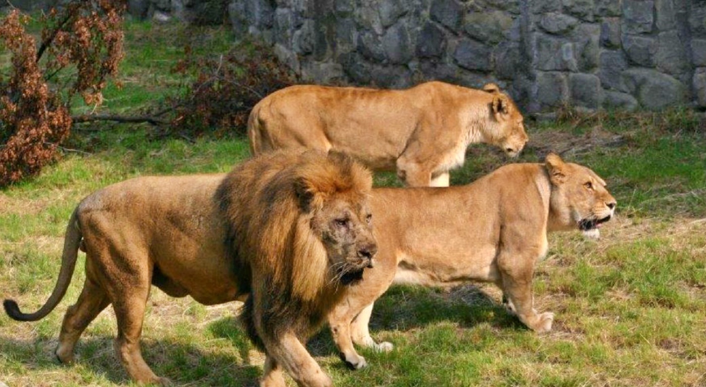 W chorzowskim zoo powstanie nowa lwiarnia