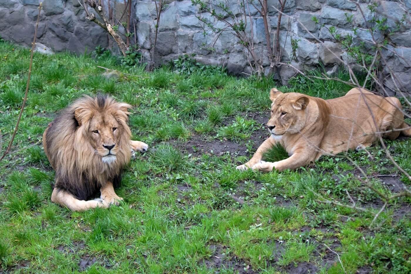 W chorzowskim zoo powstanie nowa lwiarnia 2