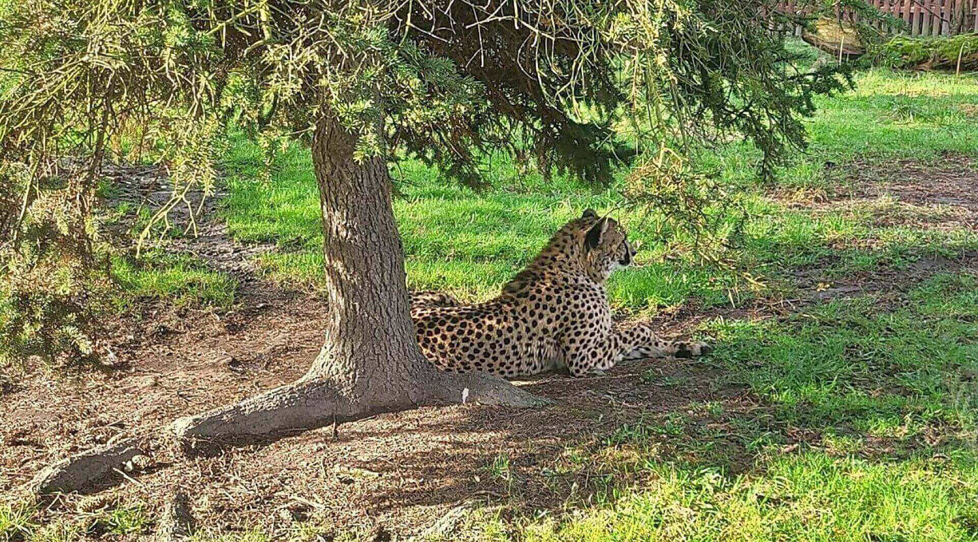 Nowa mieszkanka chorzowskiego zoo Nowa mieszkanka chorzowskiego zoo