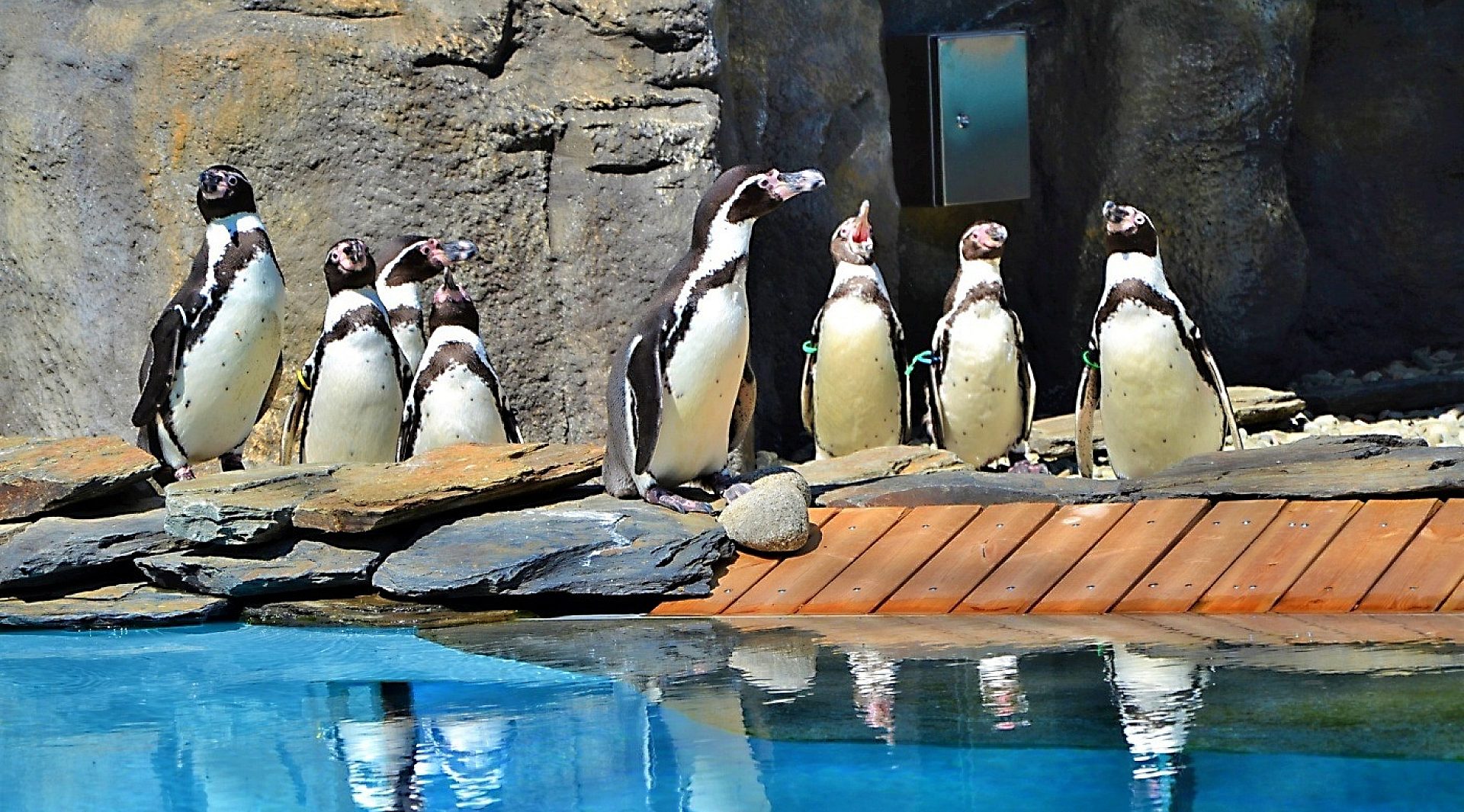 Pingwiny z chorzowskiego zoo już zimują Pingwiny z chorzowskiego zoo już zimują