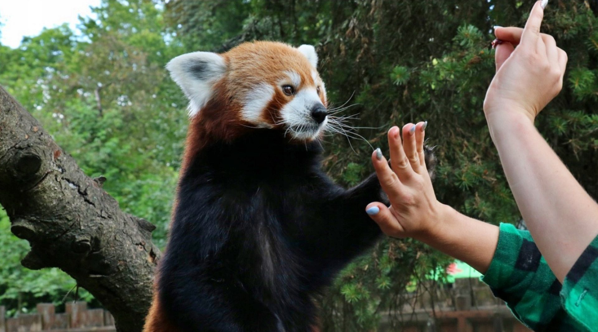 Śląskie zoo na aukcji WOŚP Śląskie zoo na aukcji WOŚP