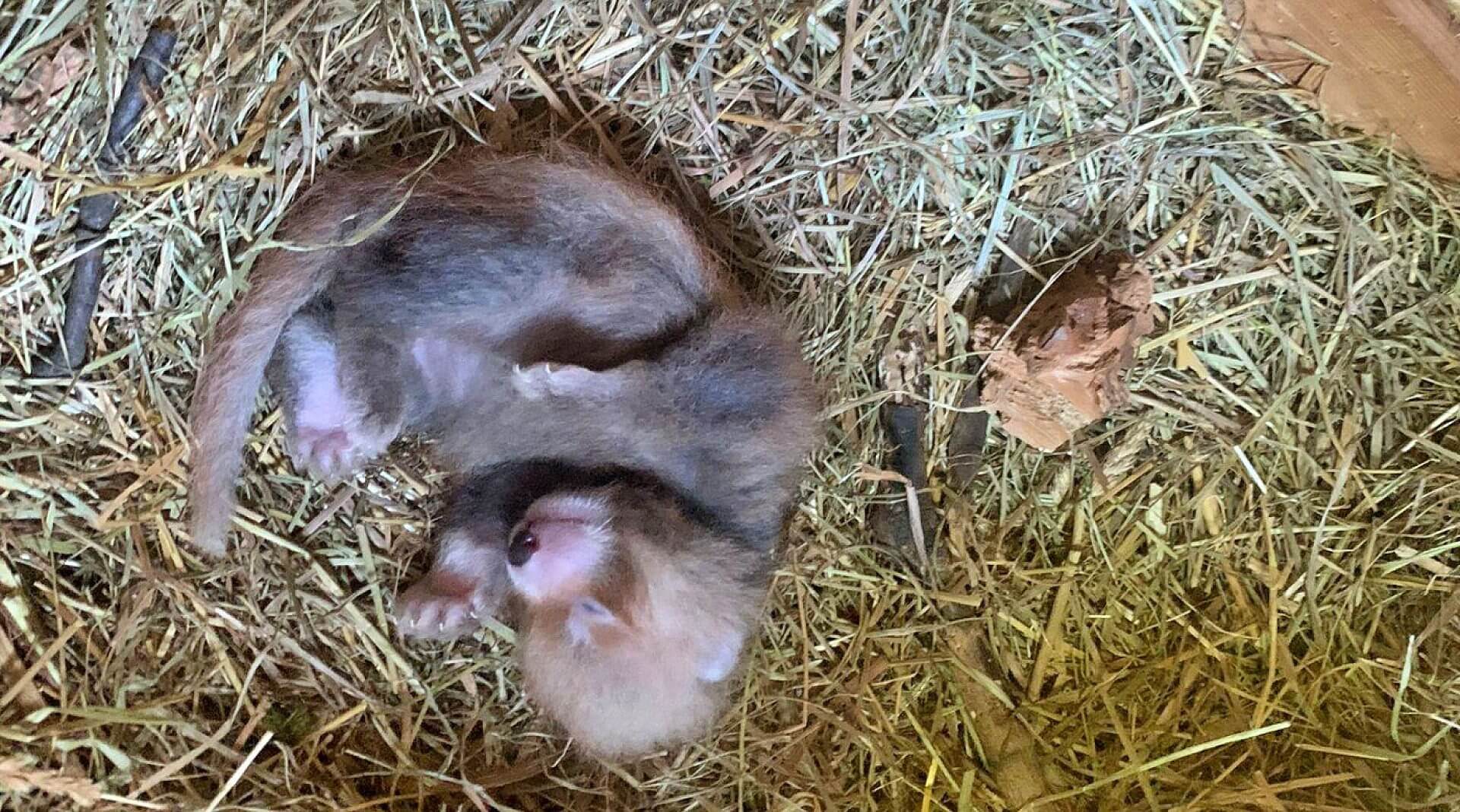 W śląskim zoo urodziła się panda ruda W śląskim zoo urodziła się panda ruda