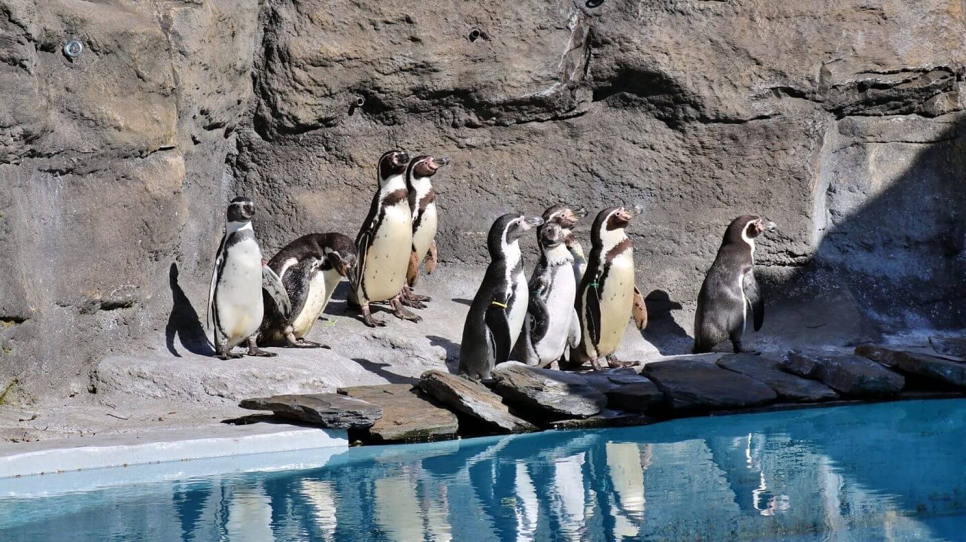 Śląskie zoo Śląskie zoo