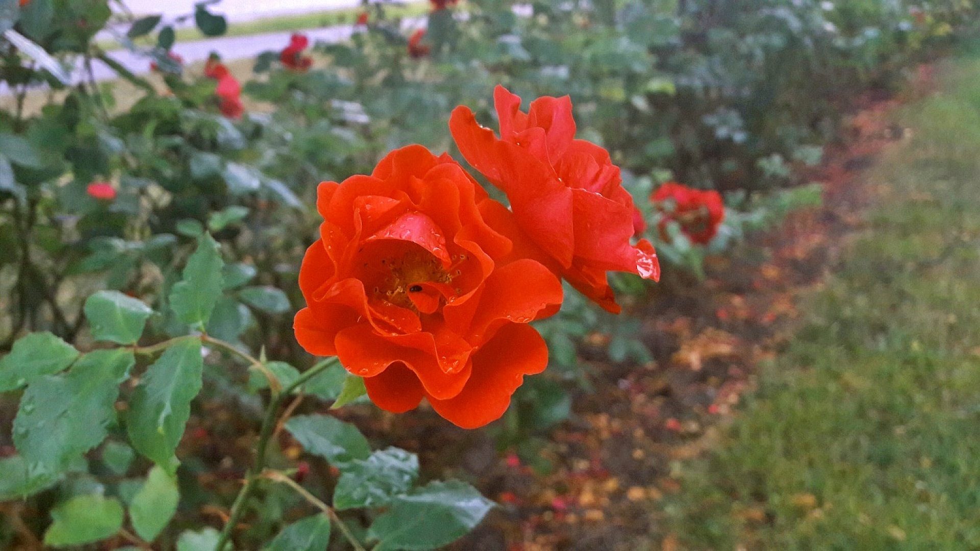 Chorzów W Parku Śląskim kaźdy może zasadzić własną różę 22 i 23 września 2023 r akcja Zielone działanie Sadzenie dla przyszłości Chorzów W Parku Śląskim kaźdy może zasadzić własną różę 22 i 23 września 2023 r akcja Zielone działanie Sadzenie dla przyszłości