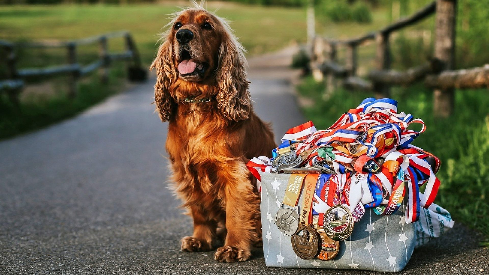 Silesia psiaraton Silesia psiaraton