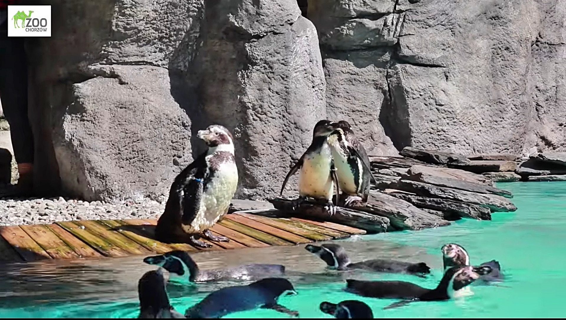Chorzów zoo pingwiny w basenie Chorzów zoo pingwiny w basenie