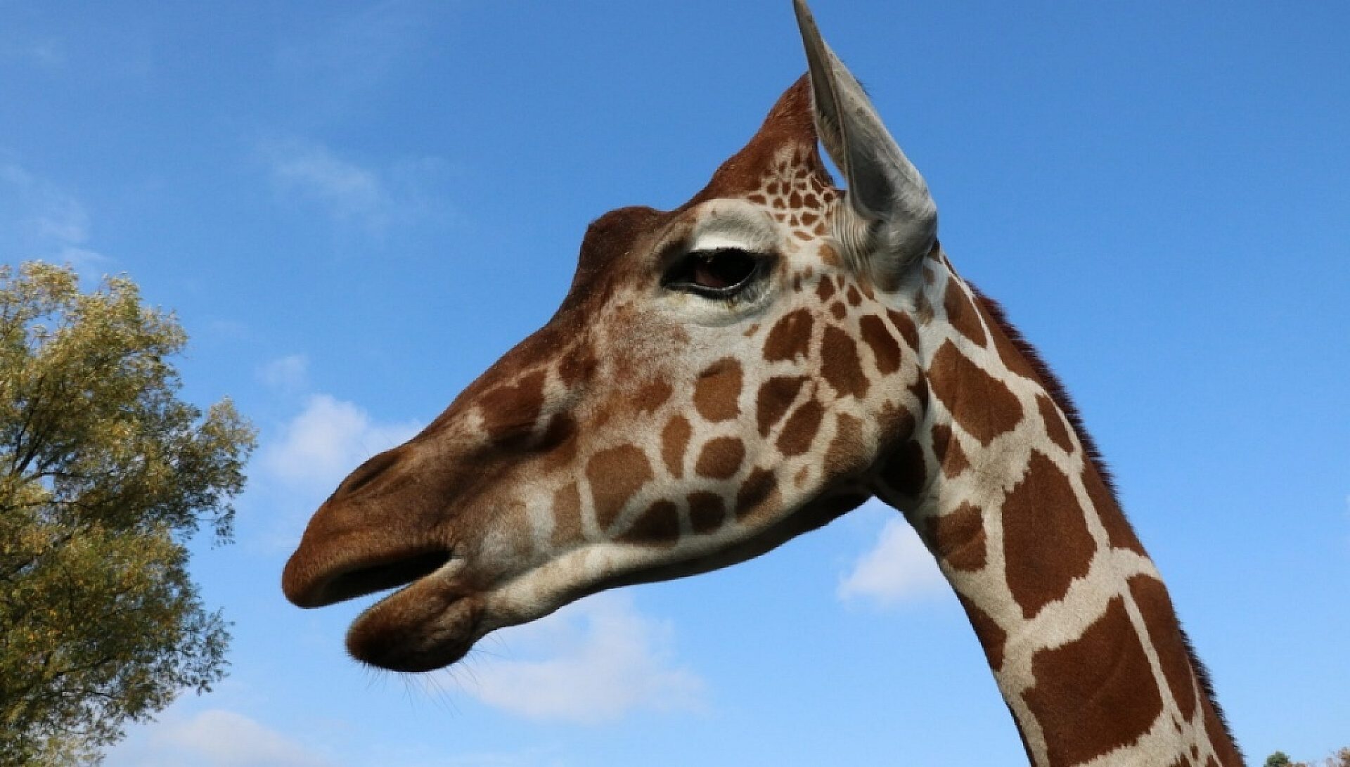 Chorzow zyrafa Chorzow zyrafa