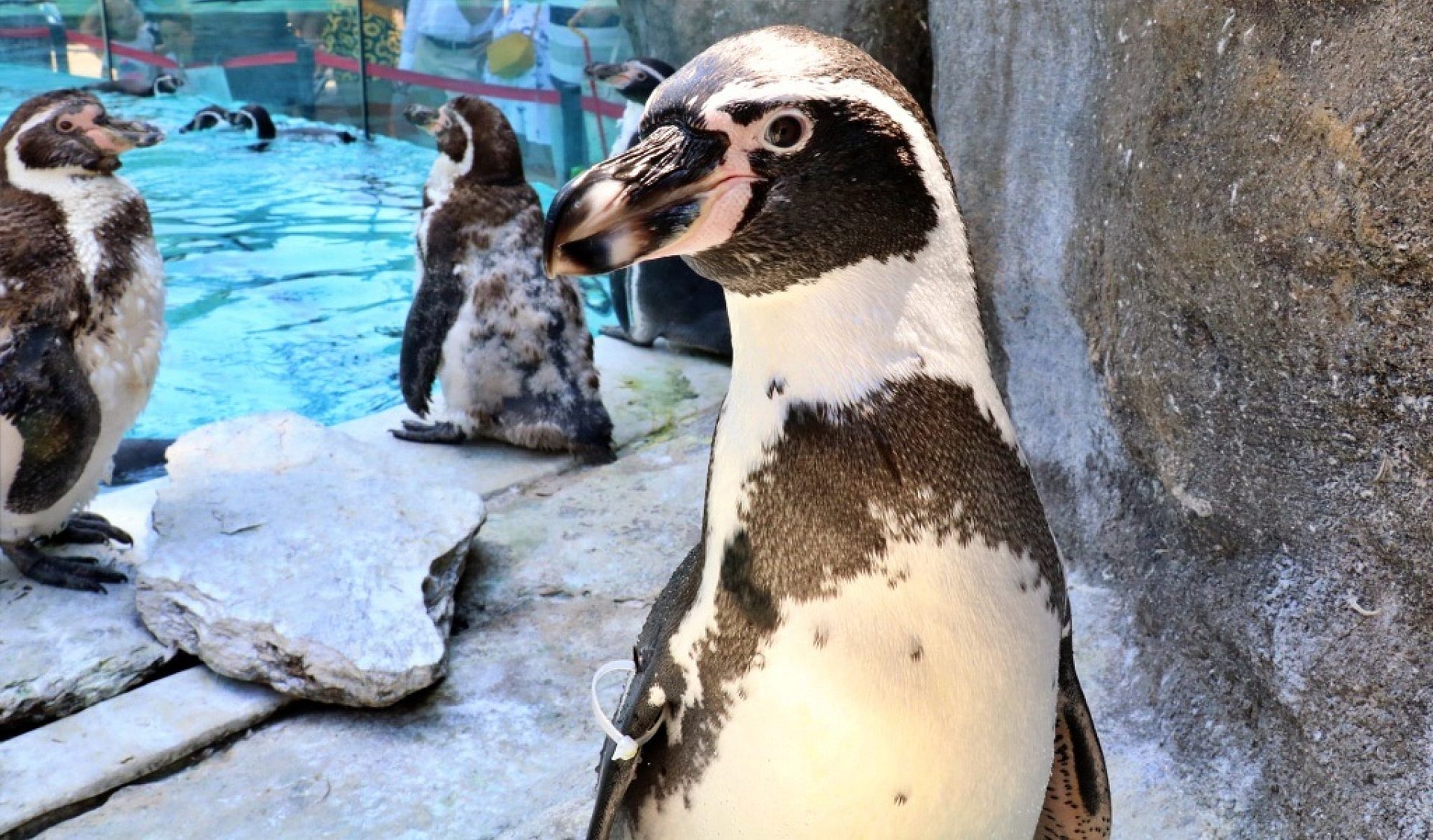Zoo pingwiny Zoo pingwiny