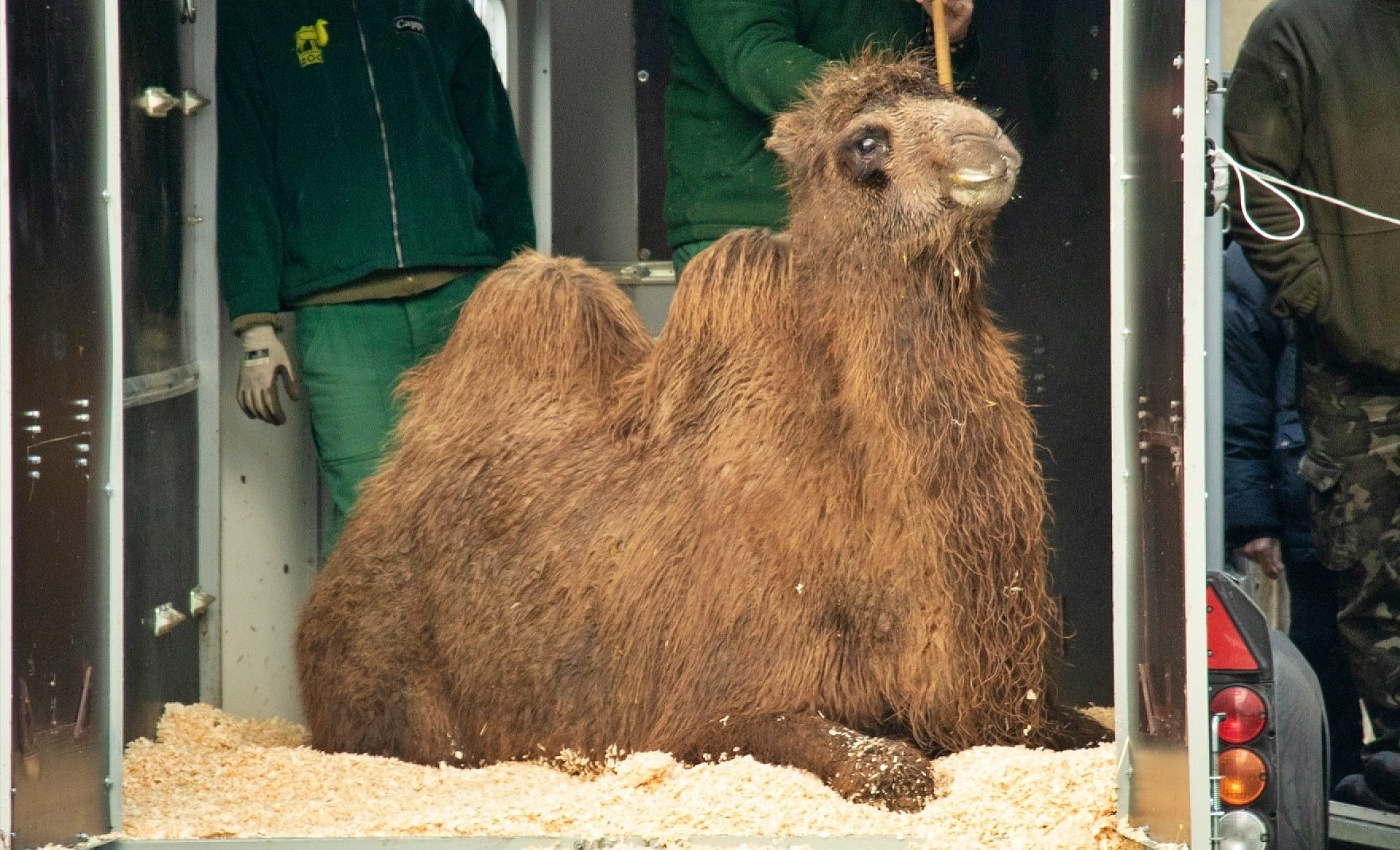Śląskie zoo nowy wielbładzica Śląskie zoo nowy wielbładzica