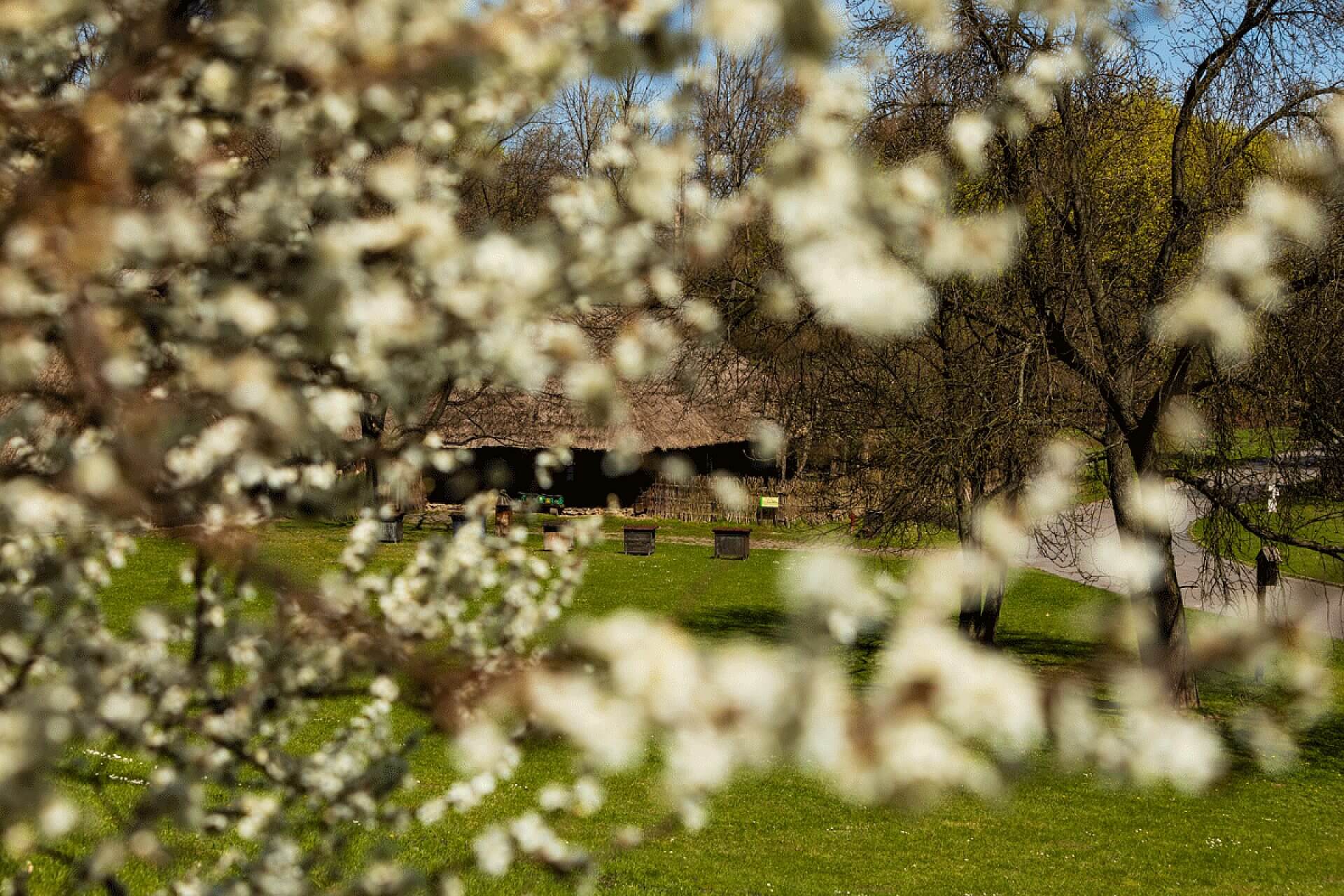 Skansen Skansen