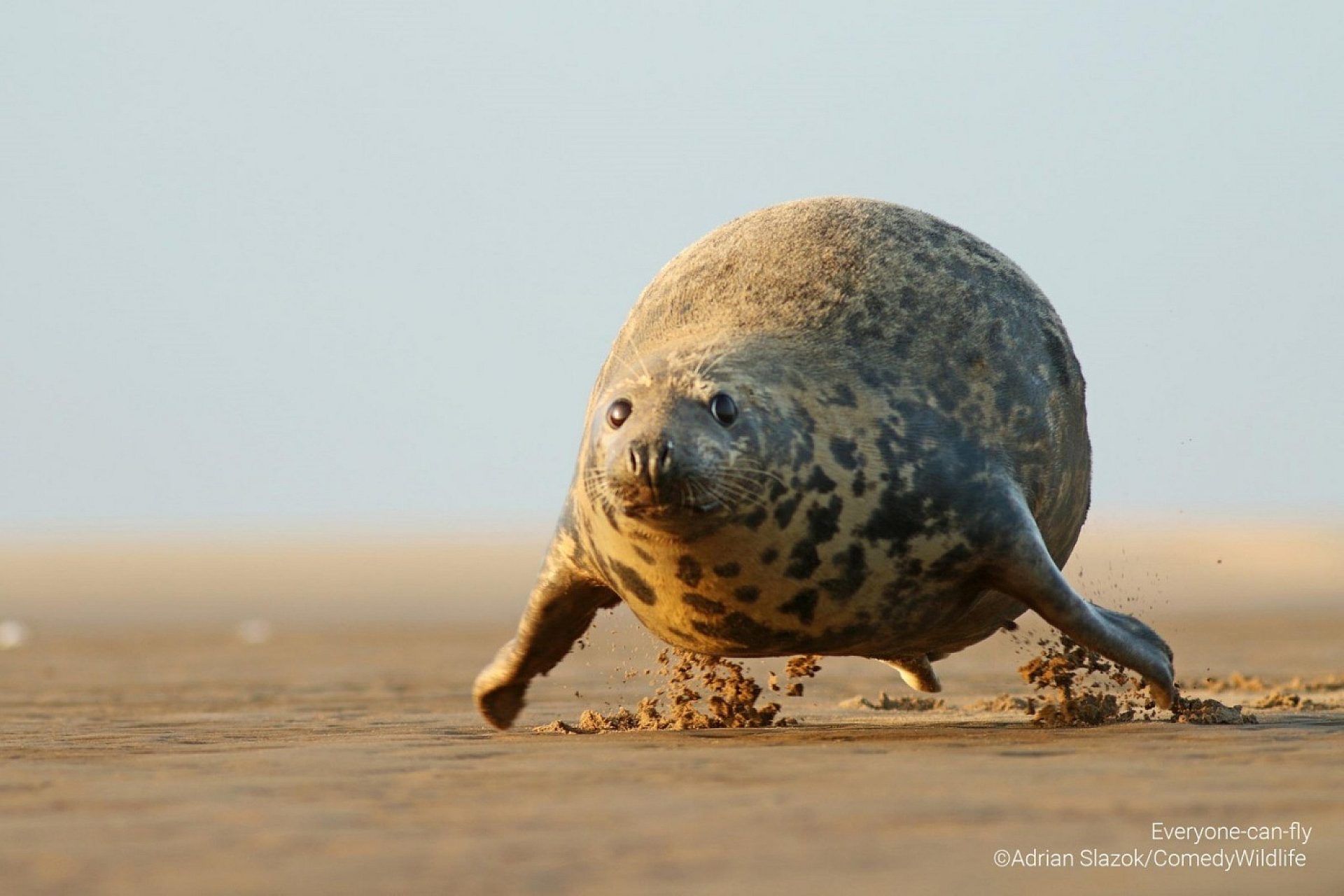 Fotograf z Chorzowa w finale międzynarodowego konkursu Comedy Wildlife Photography Awards 2023 Fotograf z Chorzowa w finale międzynarodowego konkursu Comedy Wildlife Photography Awards 2023