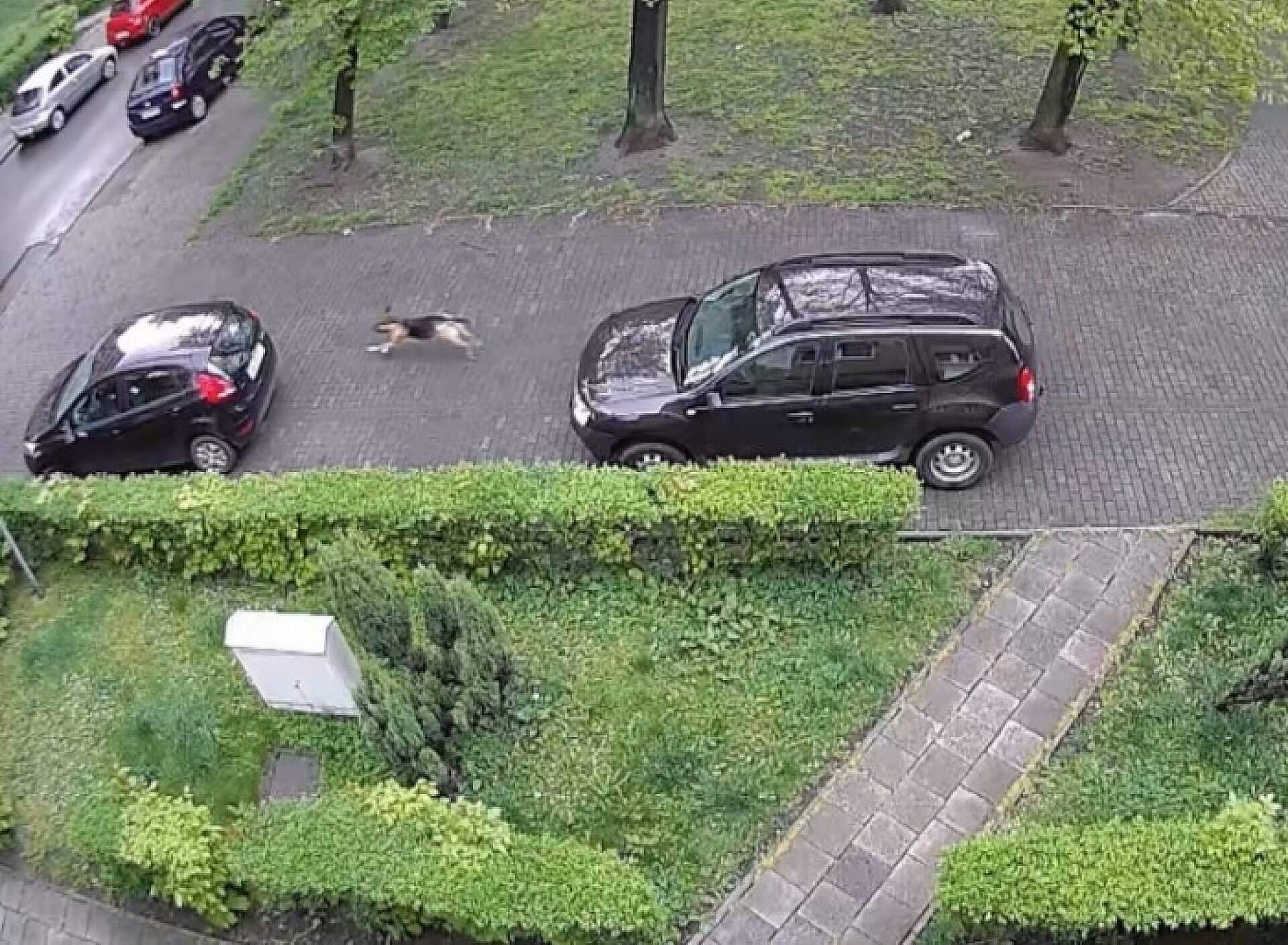 Opony pies Opony pies