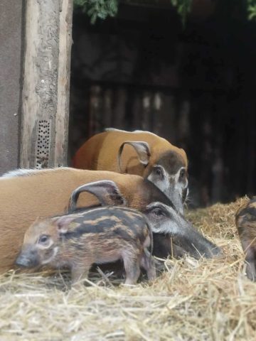 Swinie rzeczne zoo chorzow 01 Swinie rzeczne zoo chorzow 01