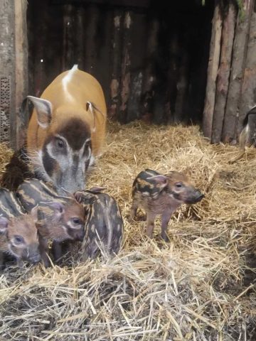 Swinie rzeczne zoo chorzow 03 Swinie rzeczne zoo chorzow 03
